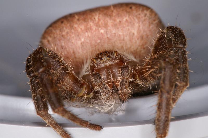 Cyrtophora_ZZXYX_D4069_Z_90_Coochi island_Australie.jpg